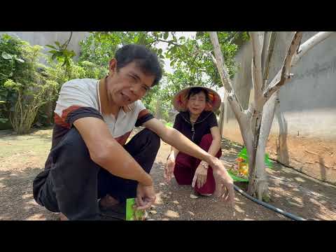 Bón phân đảm bảo độ PH trong đất để bưởi sai hoa, đậu quả, lớn nhanh, chắc quả, không rụng, mã đẹp 