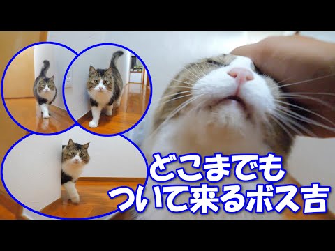 撫でられたいがために何処までもついて来る巨猫のボス吉