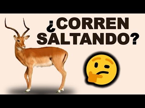 Vídeo: Diferencia Entre Impala Y Ciervo