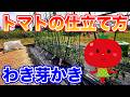 【トマト】仕立て方の違いで、やる作業が変わります!!〜サラリーマンでも出来る家庭菜園シリーズ〜