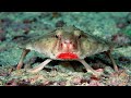 Top 10 Most Strangest Animals that are Hard to Believe are Real !