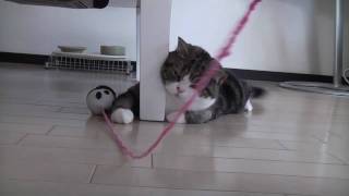 遊ぶねこ１０。-Maru is playing 10.-