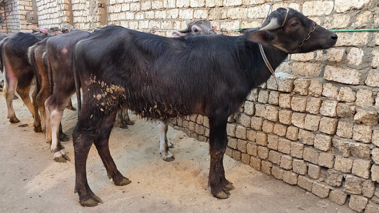 ماتلفش وتحتار جبتلكم النهارده ارخص الاسعار في العجول والعجلات الجاموس الانية تحطيم بجد مش هزار