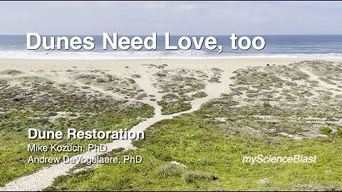 Dunes Need Love too - Dune Restoration