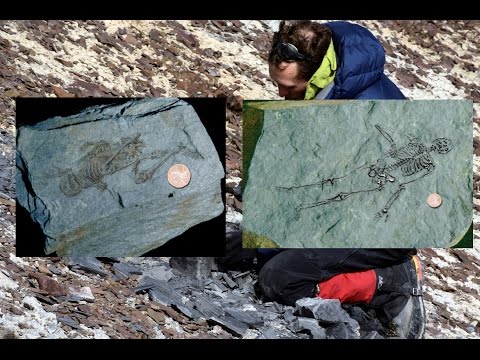 600 million year old fossils of tiny humanoids found in Antarctica