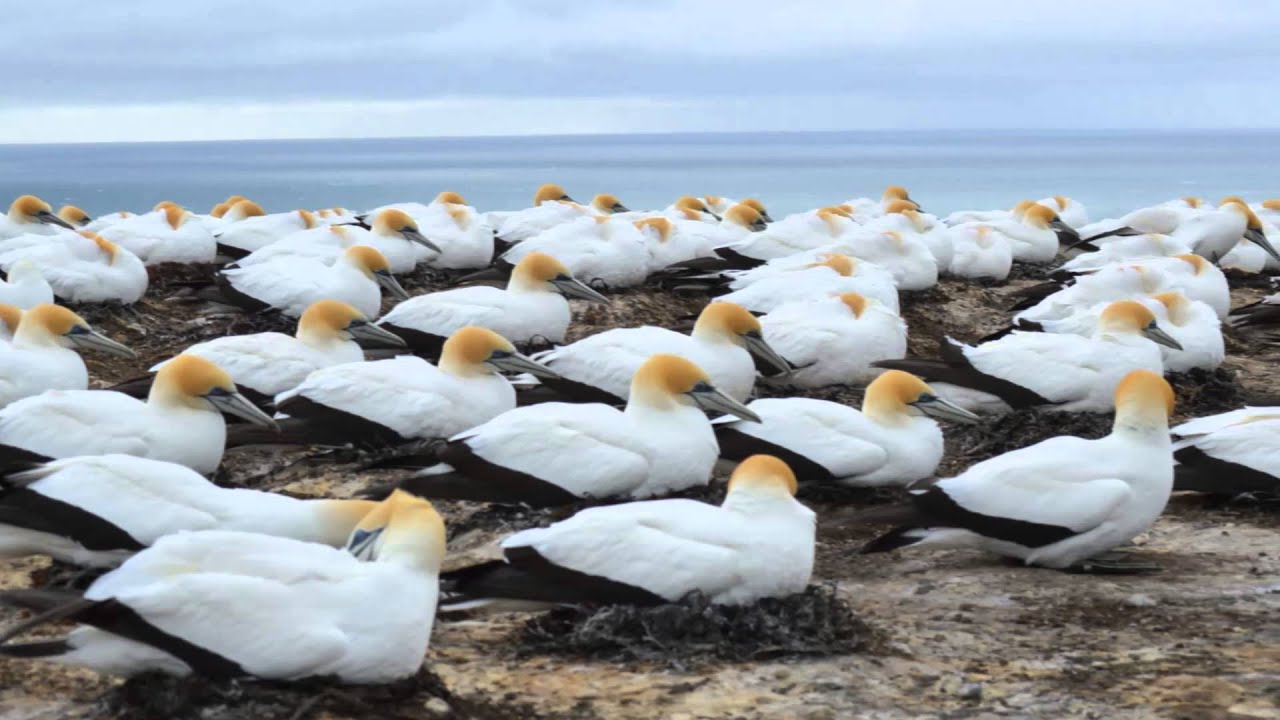 Cape Kidnappers Colony YouTube