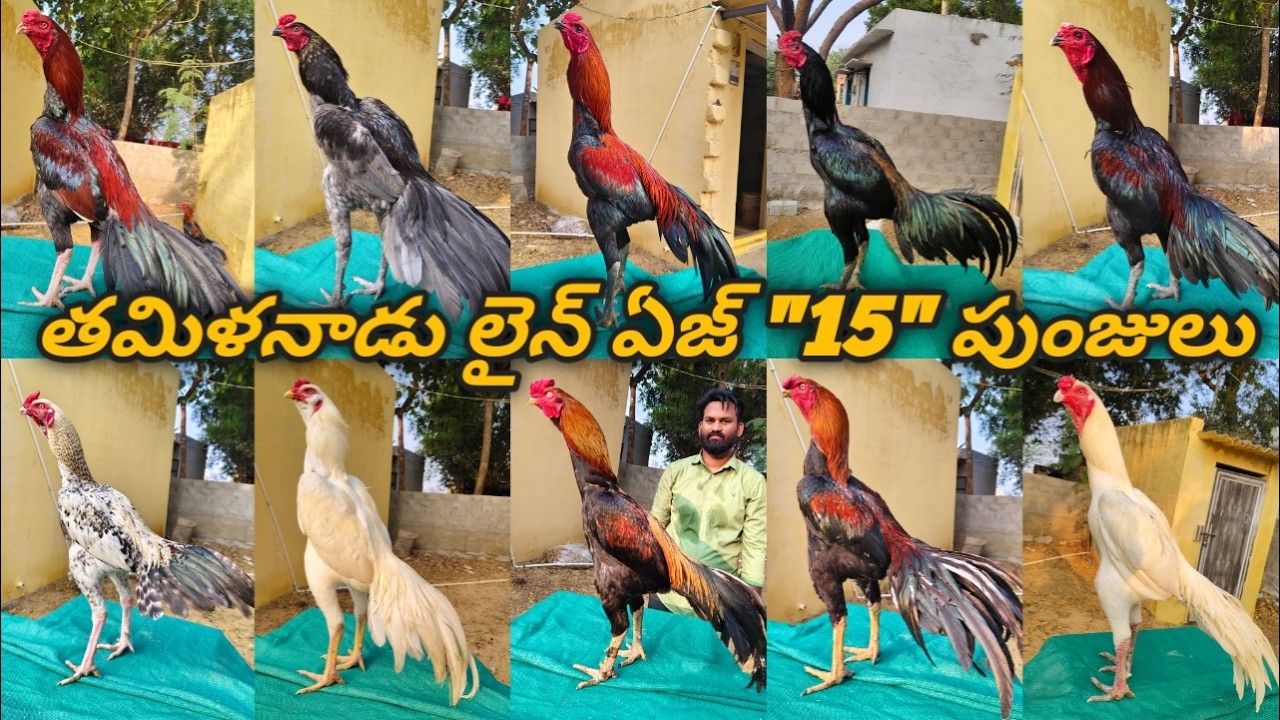 తమిళనాడు లైన్ ఏజ్ 