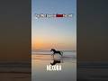 POV: You’re just a horse… but cost $70 MILLION 😳🐎( most expensive horse )