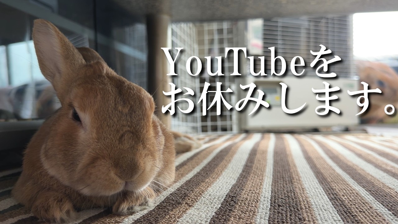 うさぎへYouTubeの休止を伝えました。　(No.2200)