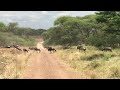 The Migration Tanzania Serengeti National Park June 2020