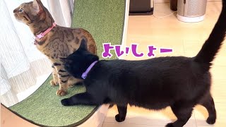 黒猫ナナがやっと『回し車』乗りました!