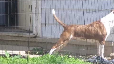 22 Maple Ave Walnut Bottom PA 17266