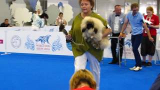 World Dog Show 2016 пекинесы щенки World Dog Show 2016 пекинесы щенки