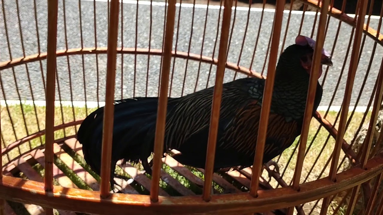Ayam hutan hijau tua hutan 21.02.2020 - YouTube