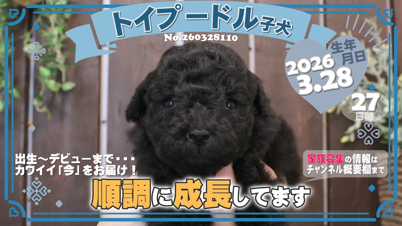 トイプードル子犬｜2026.3.28生（27日齢）①｜グレー｜男の子｜滋賀県