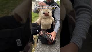 Peluche que corre Perú 🧸💨