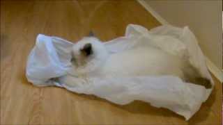 Ragdoll Kitten Lucy meets Plastic Bag by Christie C 1,136 views 12 years ago 44 seconds