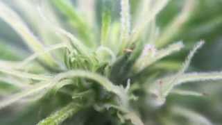 Pakalolo update Week 8 super silver haze!