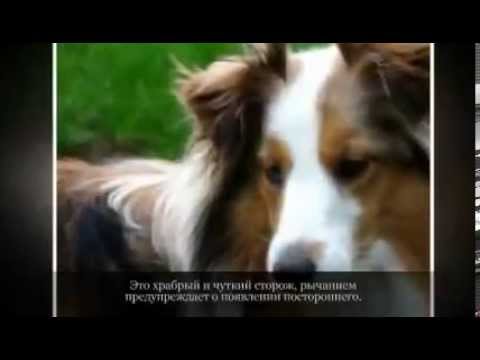 фото шелти собака