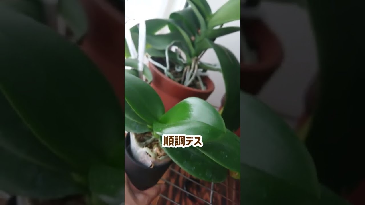 胡蝶蘭の板付 胡蝶蘭ー育成セットと板付のコも順調 - YouTube
