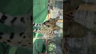 OUR AFRICAN SERVAL BOY LOVES ATTENTION IN YHE MORNING