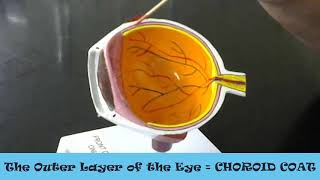 anatomy practical exam review layers of the anatomical eye model