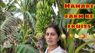Hamara fruit forest ready ho raha hai. #farming #farm #fruit
