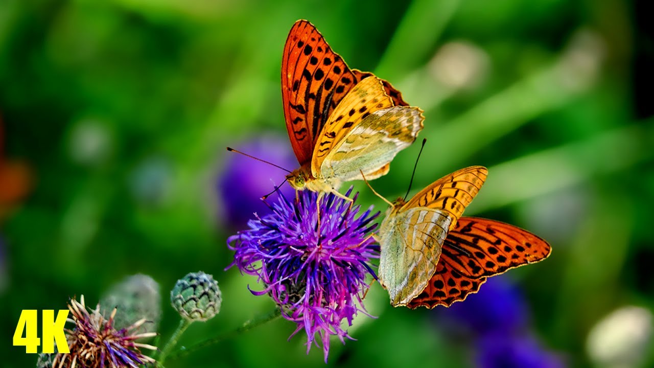 the-most-beautiful-colors-of-flowers-with-calming-music-4k-nature