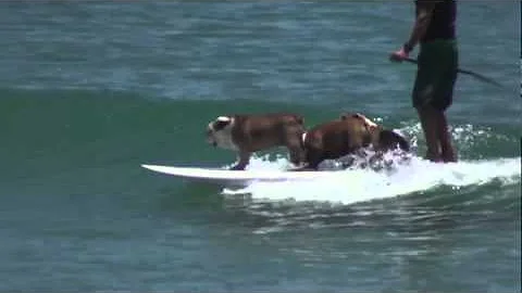 Rose Tillman and Sully surfing bulldogs SUP NO SOUND