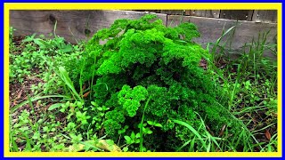 How to Grow EXTREMELY HEALTHY Parsley (EXPERIMENT)