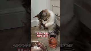 Kitty UTI and Cranberry Juice