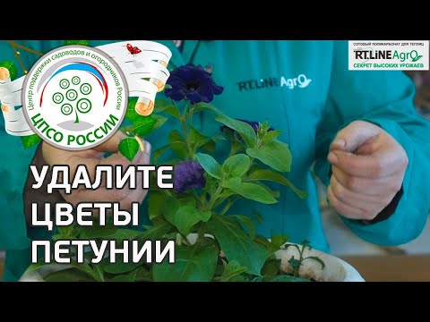 Видео: Цветя, които приличат на петунии (23 снимки): как се наричат растения, които приличат на петунии и как да се грижим за тях?