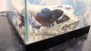The fish mascot of Carlton Arms