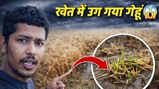 Ripe Wheat Crop Under Dark Clouds 🌾☁️ | Weather Tension on 30 March 2026” screenshot 1