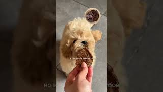 Для покупки щенка напишите в WhatsApp: +420 777 345 055 #maltipoopuppy #puppy #мальтипу #maltipoo