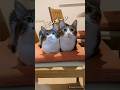 お出迎えするしないでもめる猫　#shorts　#猫動画 　#我が家のワカヤマ