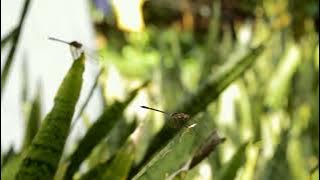 dragonflies and grasshoppers sound for relaxing sleep and study 1 hour