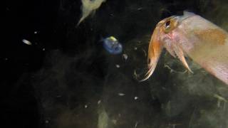 Deep Sea Squid Hunting  | Blackwater Dive - Maldives