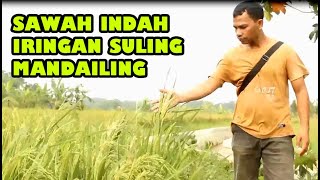 Download Lagu Sawah Indah Iringan Suling Mandailing, MP3