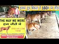 THE WAY WE WERE Gir Cow Farm Delhi NCR Noida