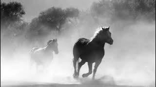 Suara Langkah Kaki Kuda Berlari Berjalan.. Sound Effect