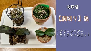 2022年6月20日　【胴切り】をした株に脇芽