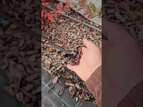 Blueberries. Pruning and planting.