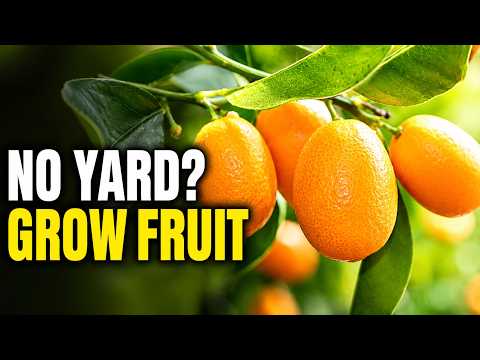 Grow Fruit Anywhere: 13 Best Fruit Trees for Pots and Small Spaces