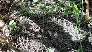 Bruzi X Milho Sialgem Competicao