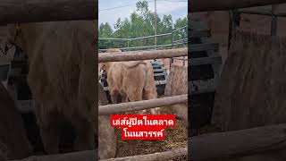 เล่ส์ผู้ปิดในตลาดโนนสวรรค์