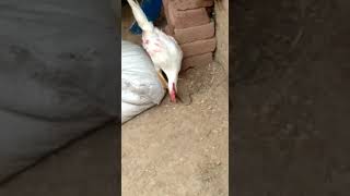 Cock vs Snake।। Cock kills n eats Snake