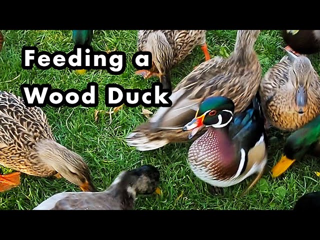 Feeding a Hungry Wood Duck and Mallard Duck Flock - Up Close - YouTube