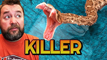 Wilderness First Aid: How to Treat a Rattlesnake Bite While Hiking or Backpacking