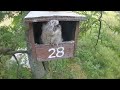 T1 fell out of nest - Long-eared Owls Nest (Tiszalök, Hungary)